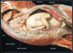 pregnancy - an anatomy of pregnancy