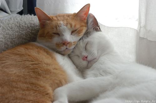 sleeping cats - i get this picture from my friend