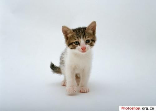 cat - cat is very cute