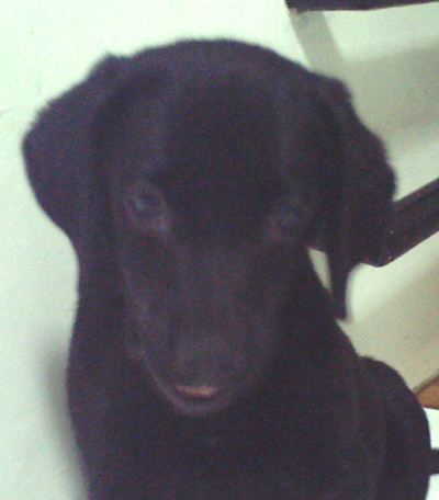 Our pet Daffy - A close up of our labrador puppy, Daffy