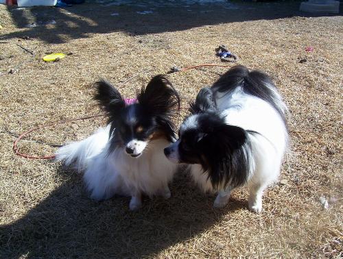 Emily and Joey - These are my two sweet puppies. They are brother and sister from different litters. He is older than her.