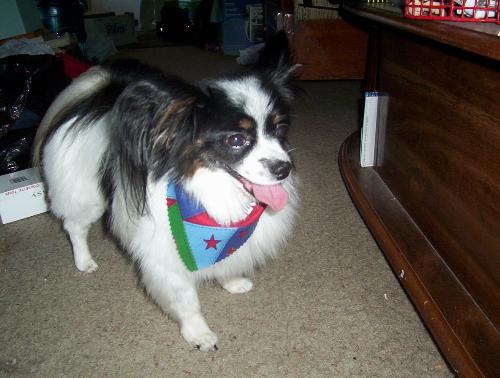 Joey - This is Joey looking his best after being groomed. His groomer sure does a fantastic job.
