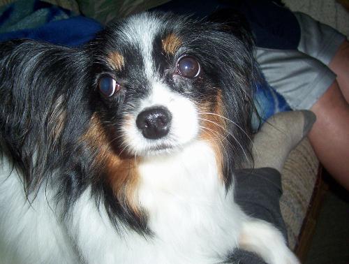 Emily - Isn't she a sweetie? Just look at those big eyes.