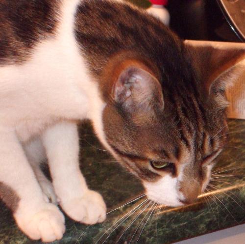 Sparkle kitty - Sparkle about to pounce on something