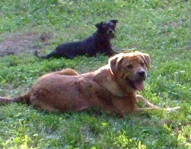 Oscar and Trinket - Oscar and Trinket taking a break from roughhousing.