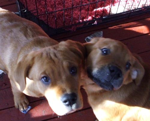 Oscar and Brown Bear - Oscar and Brown Bear want to play. They're about 10 weeks old.