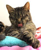 Lady Slipper grooming - Lady Slipper in the closet, on the shelf, bathing herself.