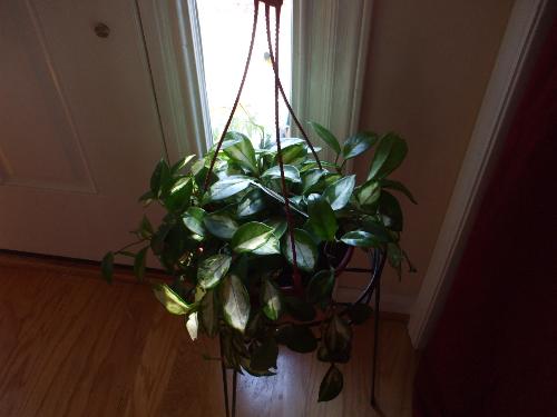 Hoya plant - A picture of a Hoya plant.