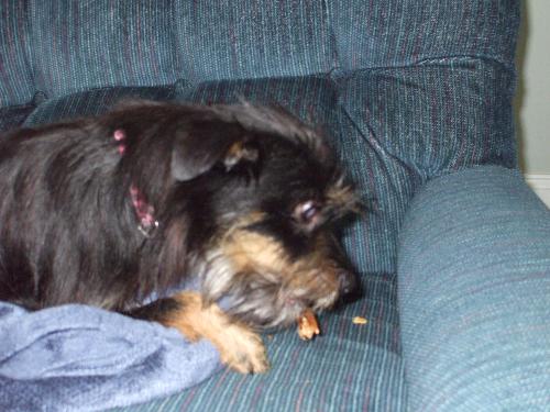 Trinket eating a treat - Trinket, a yorkie-chi-terrier mix, lying on the chair, eating a treat.