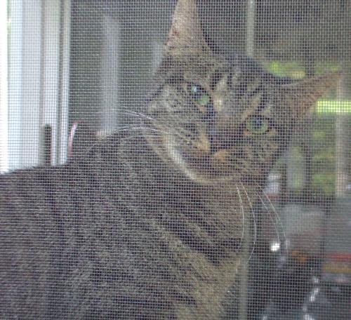 Lady Slipper - Lady Slipper looking thru the screen. She wants to come out and play in the yard!