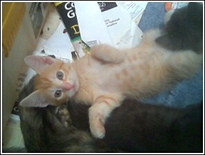Charm kitty - Charm posing and ready to play. He's about 7 weeks old there.