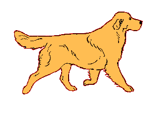 Golden Retriever - Drawing of a golden retriever.
