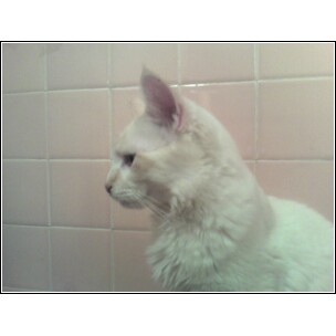 Powder kitty - Side view of Powder kitty.