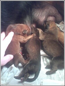 Newborn puppies - Newborn puppies nursing.