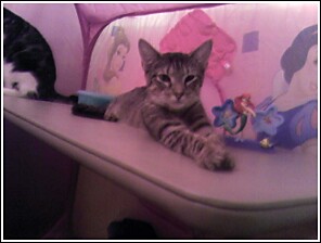 Tiger kitty in the pink house - Tiger kitten in stretching out on a table inside my daughter's pink Disney princess pop up tent.