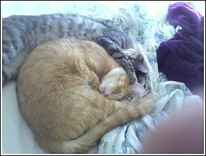 Tiger and Charm sleeping - Kittens sleeping curled up together.