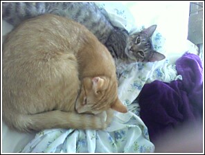 Tiger and Charm sleeping - Tiger and Charm, kittens curled up together, sleeping. Tiger wakes up.