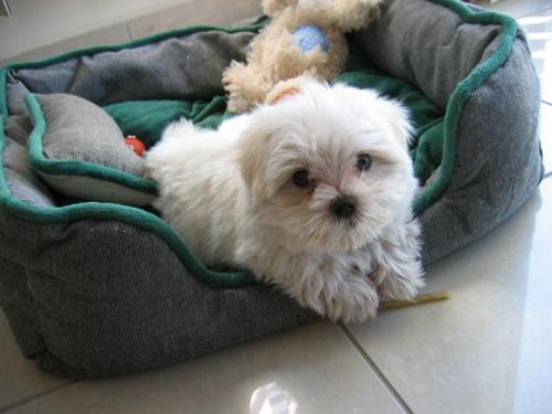 Cosmo ... - A little cutie.