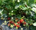 strawberry  - Strawberry grow