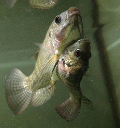 twin fish - The bigger fish tends to protect the smaller one while the smaller one lloks for food at the bottom of the aquarium.