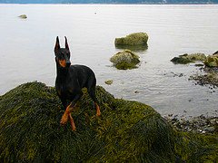 Doberman Pincer - One of the sweetest dogs ever born & one with a reputation it doesn't deserve!!!