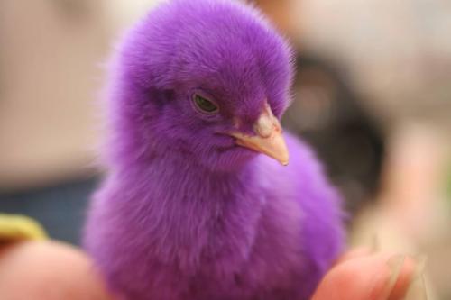 poor baby - some greedy businessmen dye these cute chicks in different colors, which short their life a lot...