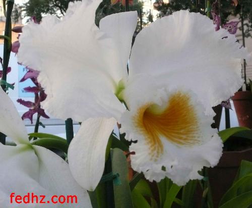 white flower defines purity - purity of soul, touching the heart