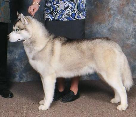 Debalys Quiksilver - Quik, a 2 year old male Siberian Husky.
