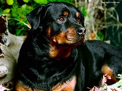 Rottweiler - Rottweilers are known for being mean. I've always found them to be really sweet dogs!!!
