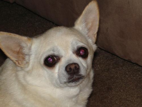 Tukay - Tukay is 9 years old. She came into my like in 1999, when all the hype was about Y2K...that's where her name comes from. I figured that when she misbehaved, I'd ask her, 'Why Tukay?' (Y2K)....lol