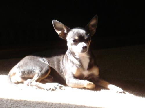 Boomer - Boomer is our other chihuahua. Tiny dog, big noise....hence, his name.