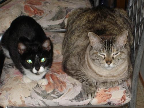 Boots and Buttons - My two cats. Both were strays that we adopted and have been wonderful friends.