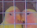 love birds - my new love birds.