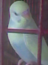 bird - i call her princess
