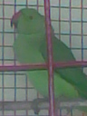 birds - my parrot..