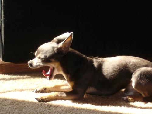Boomer - Boomer loves soaking up sunbeams.
