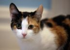 calico cat - Are Calico Cats Always Female?Many people are surprised to hear that the vast majority of calico cats are female. Why is this? Is it possible for a calico cat to ever be male? Learn about the genetics of coat color in this feline FAQ.c