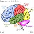 Picture OF Human Brain ..... - Picture OF Human Brain ........