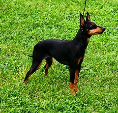 Toy Manchester Terrier - Toy Manchester Terriers look a lot like a Miniature Doberman. The funny thing is, the TMT is a lot MORE aggressive than the Dobie!!!