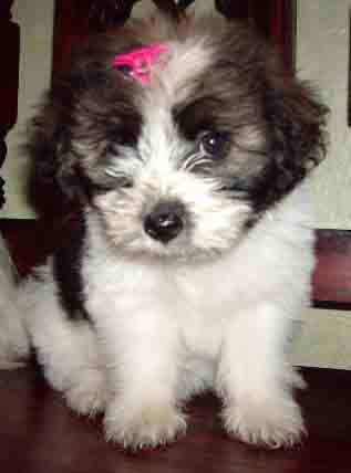 my cute little puppy - she is one of my treasures in life, my cute little puppy named trix.