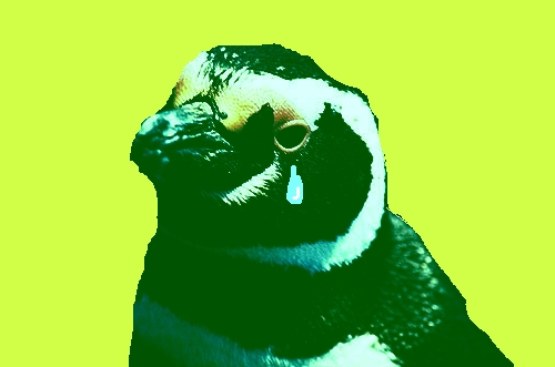 Lost Penguins Washing Up In Brazil - The sad specter of lost penguins is putting a damper on the exotic beaches of Brazil. The Magellanic penguins are washing up starved and exhausted, having traveled too far north in search of rich fishing grounds. Lifeguards are forgoing sexy poses to rescue the beleaguered birds from well meaning but misguided beach goers who's first instinct is to place the bird in a bucket of ice.
Lost Penguins Washing Up In Brazil - The sad specter of lost penguins is putting a damper on the exotic beaches of Brazil. The Magellanic penguins are washing up starved and exhausted, having traveled too far north in search of rich fishing grounds. Lifeguards are forgoing sexy poses to rescue the beleaguered birds from well meaning but misguided beach goers who's first instinct is to place the bird in a bucket of ice.