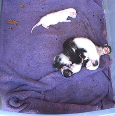 Meet the newborn kitty's all 6 of them! - here they are all six of the little babies...AAWW!!