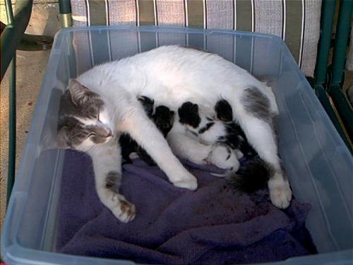 Tippy2 & her babies - Here's Tippy2 again and her babies!