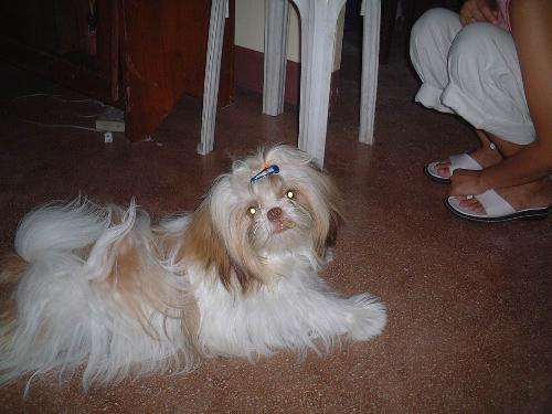 shih tzu - my shih tzu