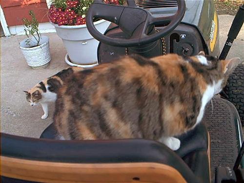 Minx & Scodie - Minx is on the ground and Scodie is still on the lawn mower seat