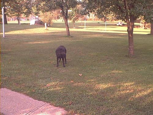 Another shot of Nikii - here's another shot of Nikki, once again turning her head away from my camera (sigh) STUPID DOG (g)!