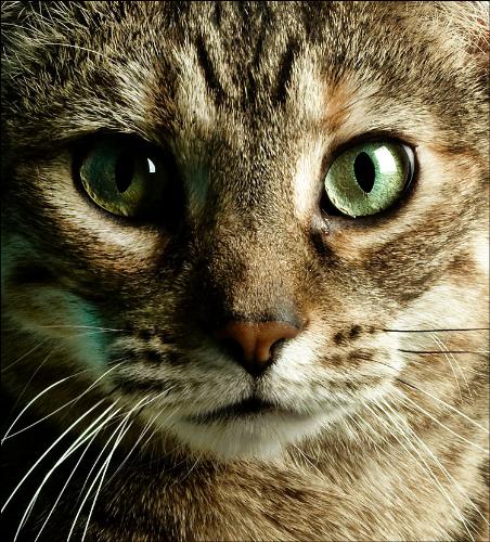Cat - About Cat