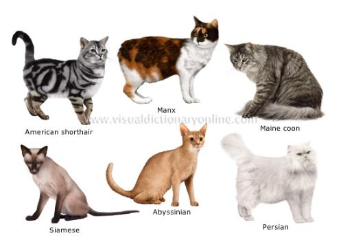 Cat - About Cat