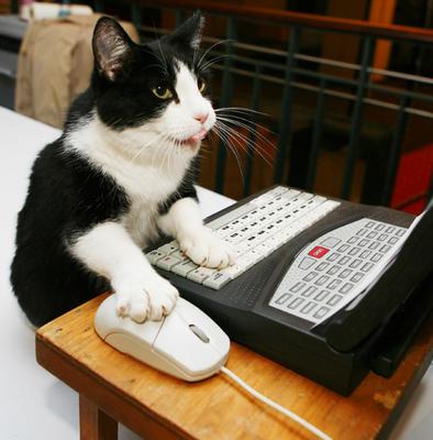 cat - About cat