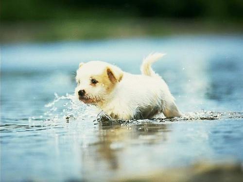 Cute little Puppy..!love it. - Thats really cute puppy,I love to have one.Dogs look cute when they are puppies.
